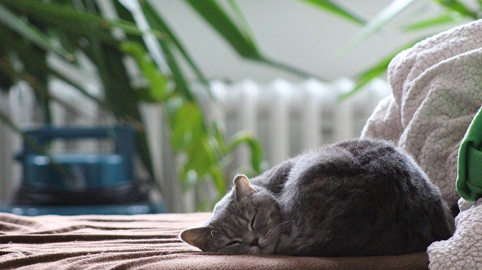 Todo lo que necesita tu casa si tienes un gato