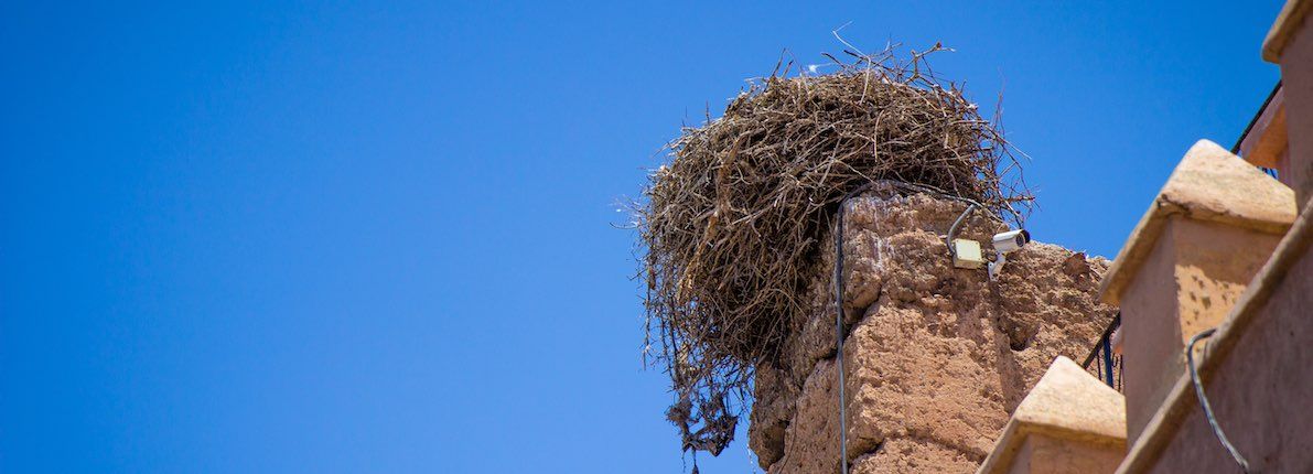 Los nidos de cigüeñas amenazan el patrimonio histórico de pueblos y ciudades