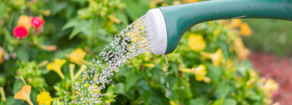 Cómo regar las plantas cuando estás de vacaciones