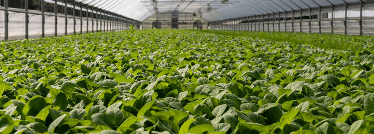 Qué es la agricultura vertical y por qué se trata del cultivo del futuro, que puede aplicarse a los huertos urbanos