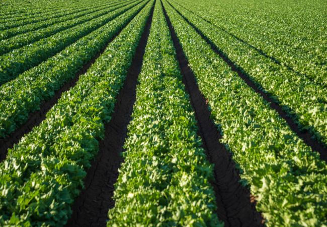 agricultura vertical