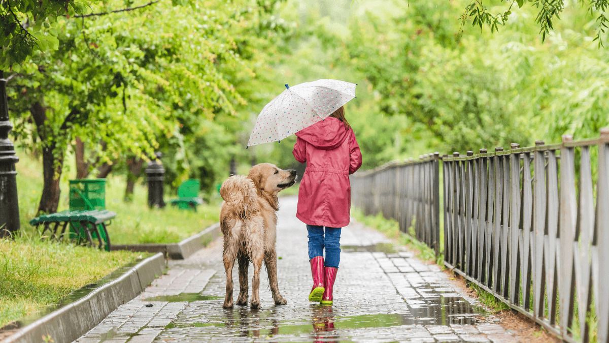 Barrios perfectos para vivir con perros
