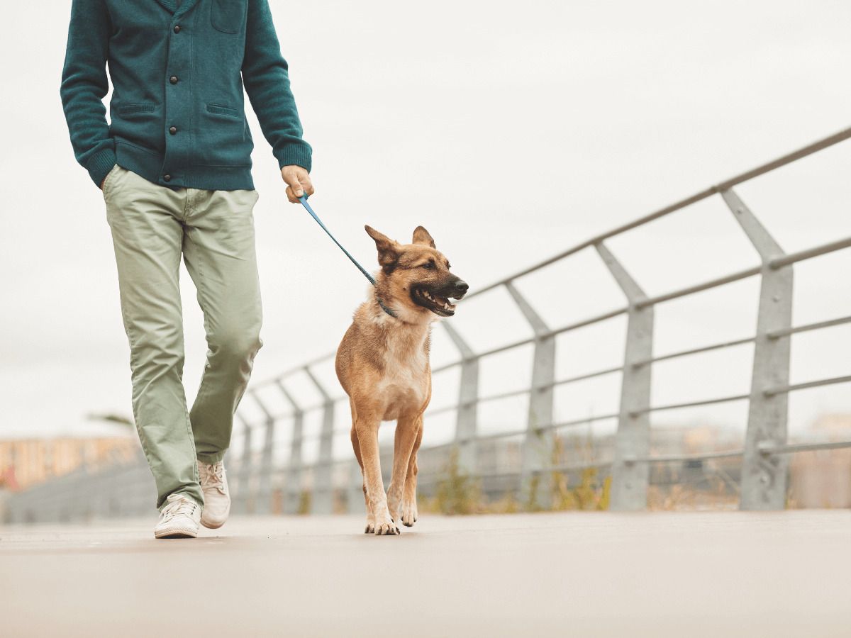 barrios para perros en españa
